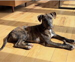 Small #4 Bulldog Mix
