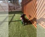 Small #1 Labrador Retriever Mix