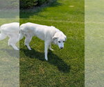 Small #3 Great Pyrenees Mix
