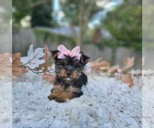 Yorkshire Terrier Puppy for sale in INDIANAPOLIS, IN, USA