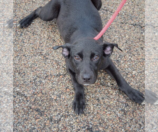 Medium Photo #4 Border Collie-Unknown Mix Puppy For Sale in Huntley, IL, USA