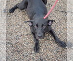 Small #3 Border Collie Mix