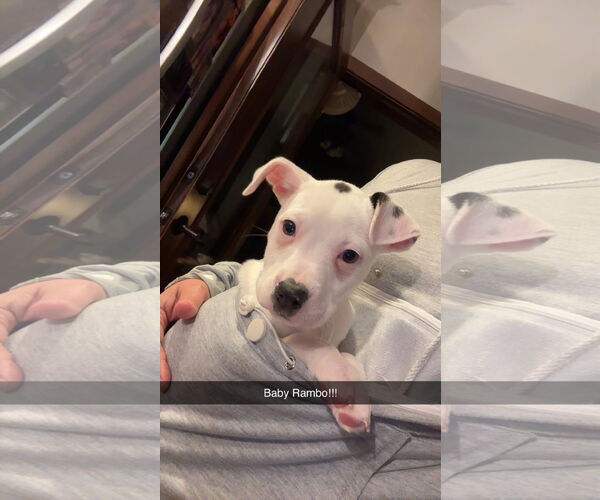 Medium Photo #3 Mutt Puppy For Sale in New London, WI, USA