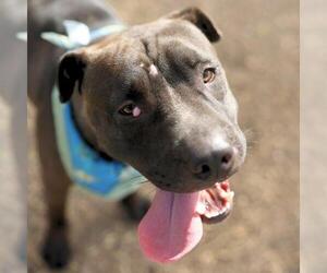 American Staffordshire Terrier-Chinese Shar-Pei Mix Dogs for adoption in San Antonio, TX, USA