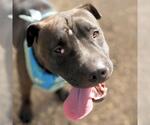 Small American Staffordshire Terrier-Chinese Shar-Pei Mix