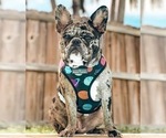 Small Photo #1 French Bulldog Puppy For Sale in BELLEVUE, WA, USA
