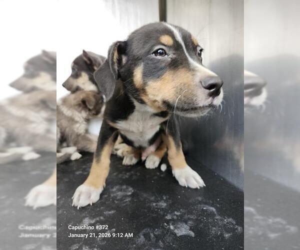 Medium Photo #1 Gerberian Shepsky Puppy For Sale in San Antonio, TX, USA