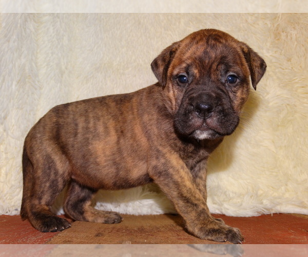 Medium Photo #1 Bullmastiff Puppy For Sale in VERONA, MO, USA