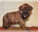 Small Photo #1 Bullmastiff Puppy For Sale in VERONA, MO, USA