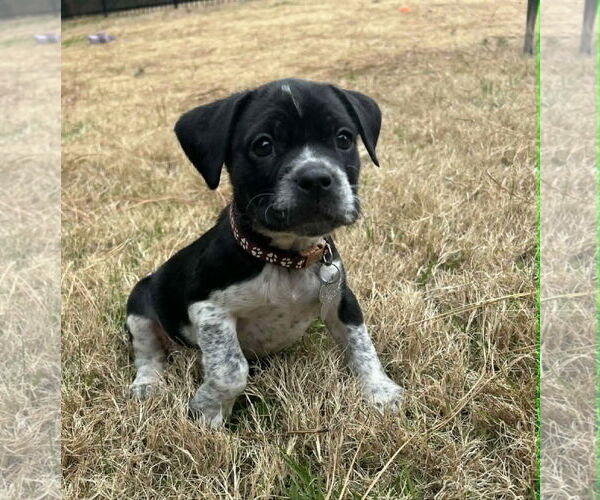 Medium Photo #1 Mutt Puppy For Sale in Holly Springs, NC, USA
