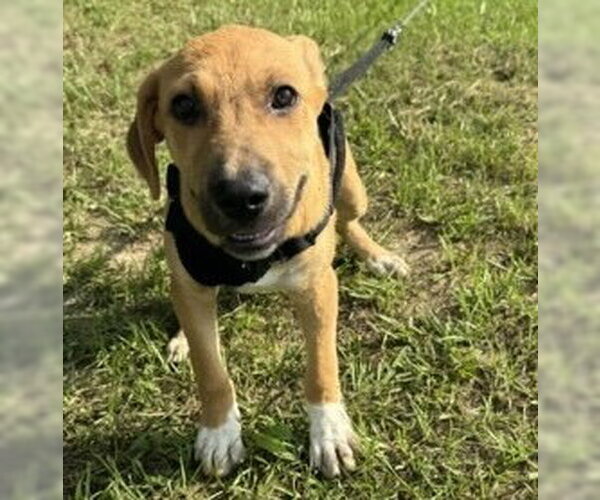 Medium Photo #3 Labrador Retriever-Unknown Mix Puppy For Sale in Tarrytown, GA, USA