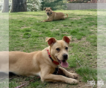 Small #8 Labrador Retriever Mix