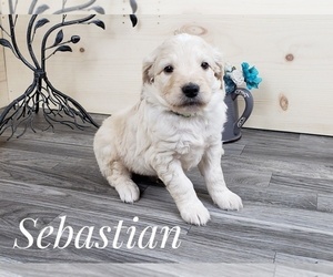 Goldendoodle Puppy for sale in CEDAR GAP, MO, USA
