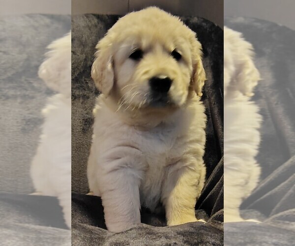 Medium Photo #1 Golden Retriever Puppy For Sale in MODESTO, CA, USA