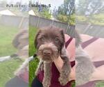 Small #16 Wirehaired Pointing Griffon