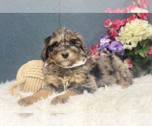 Aussiedoodle Puppy for sale in UPTON, KY, USA