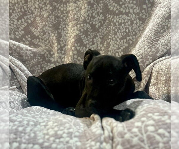 Medium Photo #1 Labrador Retriever-Unknown Mix Puppy For Sale in Sterling, MA, USA