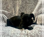 Small Labrador Retriever Mix