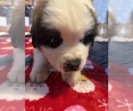 Small Photo #22 Saint Bernard Puppy For Sale in NEW MARKET, IA, USA