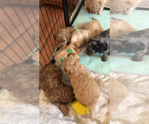 Cavapoo Puppy for sale in WELLS, ME, USA