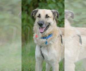 German Shepherd Dog-Great Pyrenees Mix Dogs for adoption in Gretna, NE, USA