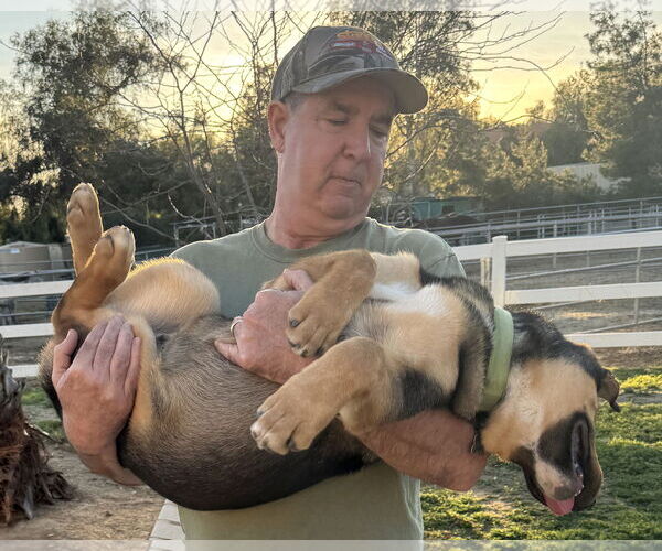 Medium Photo #4 Gerberian Shepsky Puppy For Sale in Corona, CA, USA