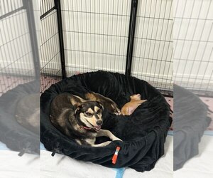 Heidi - Female Mutt Dog for Adoption - Photo #7