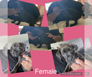 American Pit Bull Terrier-Patterdale Terrier Mix Puppy for sale in BURBANK, IL, USA