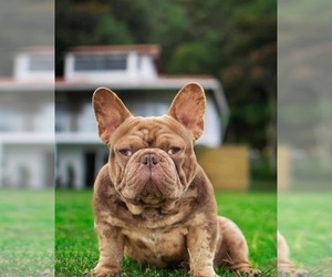 Father of the French Bulldog puppies born on 04/04/2026