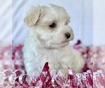 Small #10 Maltese