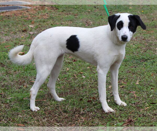 Medium Photo #3 Labrador Retriever-Unknown Mix Puppy For Sale in Prattville, AL, USA
