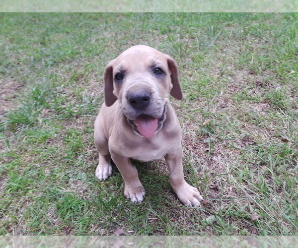 Medium Photo #5 Great Dane Puppy For Sale in HULBERT, OK, USA