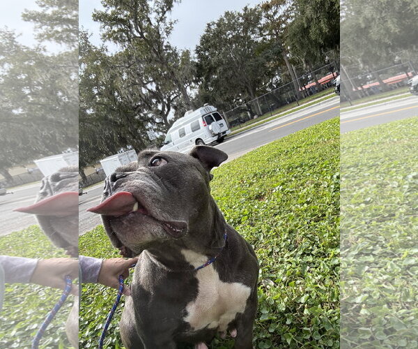 Medium Photo #11 Bulldog-Unknown Mix Puppy For Sale in Sanford, FL, USA