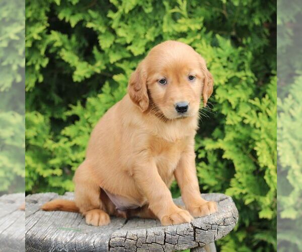 Medium Photo #5 Golden Irish Puppy For Sale in BLAIN, PA, USA