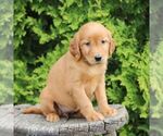 Small #4 Golden Irish