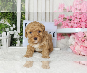 Poodle (Toy) Puppy for sale in COLLEGE STA, TX, USA