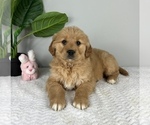 Small #2 Golden Retriever