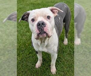 American Bulldog-Unknown Mix Dogs for adoption in Akron, OH, USA