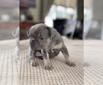 Small Photo #10 French Bulldog Puppy For Sale in HILTON, NY, USA
