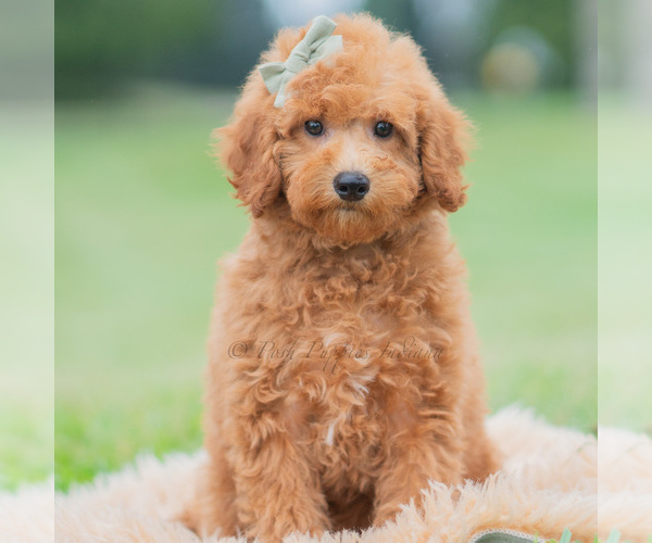 Medium Photo #1 Maltipoo (Miniature) Puppy For Sale in WARSAW, IN, USA