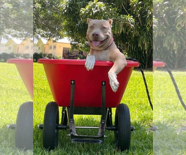 Medium Photo #7 American Pit Bull Terrier Puppy For Sale in Davie, FL, USA