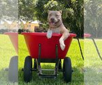 Small Photo #7 American Pit Bull Terrier Puppy For Sale in Davie, FL, USA
