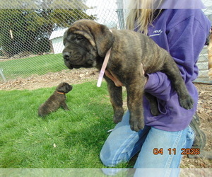 Mastiff Puppy for sale in ANDREWS, IN, USA