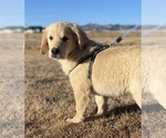 Small Photo #4 English Cream Golden Retriever Puppy For Sale in COLORADO SPRINGS, CO, USA