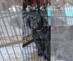 Puppy Rocky Labrador Retriever
