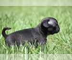 Small #2 Pug
