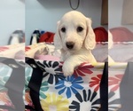 Small #2 Dachshund