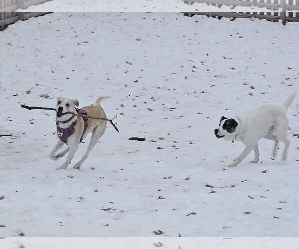 Medium Photo #11 Mutt Puppy For Sale in Minneapolis, MN, USA