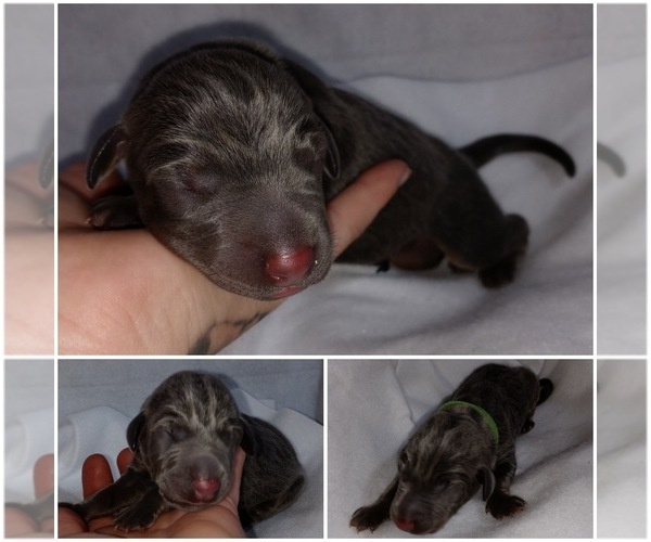 Medium Photo #2 Doberman Pinscher Puppy For Sale in COTTON, MN, USA