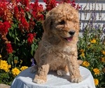 Small #2 Goldendoodle (Miniature)